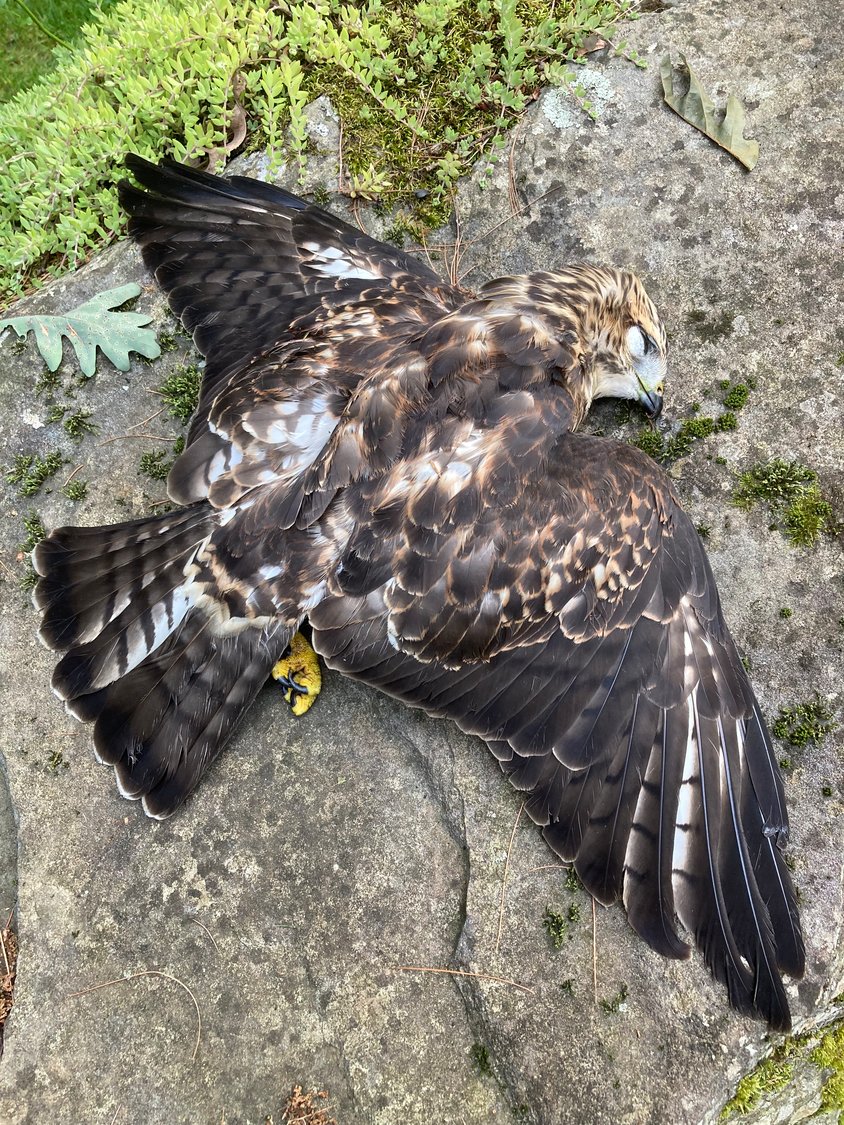 This immature broad-winged hawk was the first of three that lost their lives in collisions with vehicles over a three-week period in August. As described by the Cornell Lab of Ornithology, they are small, compact raptors with chunky bodies, large heads and short square tails. In flight, their broad wings come to a distinct point.
